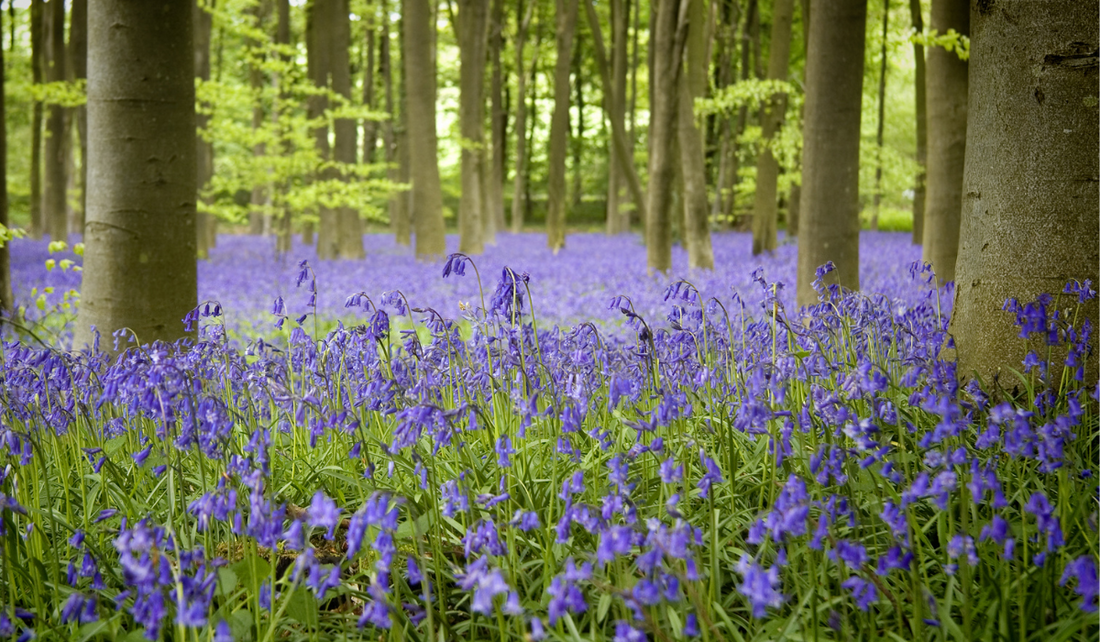 Poisonous Plants For Dogs