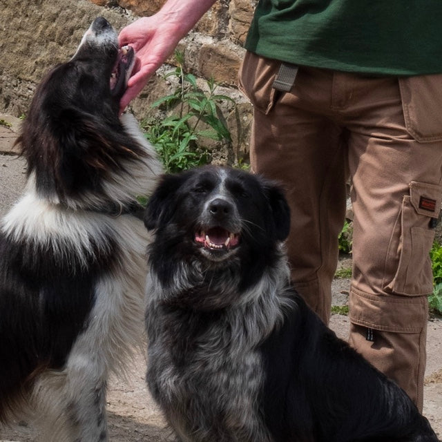 Two back and white Collies being joyfully stroked by their male owner in an outdoor setting.